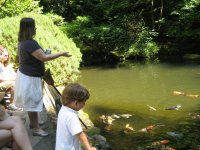 japanesegarden_fish2