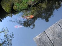 japanesegarden_fish3