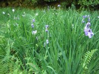 japanesegarden_iris1