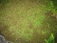 japanesegarden_moss_fern