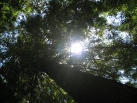 japanesegarden_sun_trees