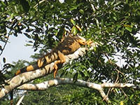 iguana2