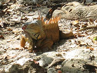 iguana3