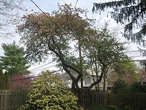 19 April crabapple