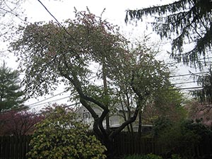 21 April crabapple