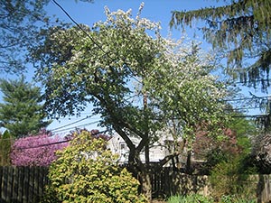 26 April crabapple