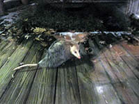 possum