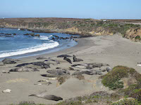elephant_seals.jpg
