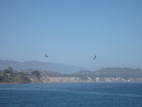 santabarbara_pelicans.jpg