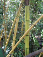 bamboo