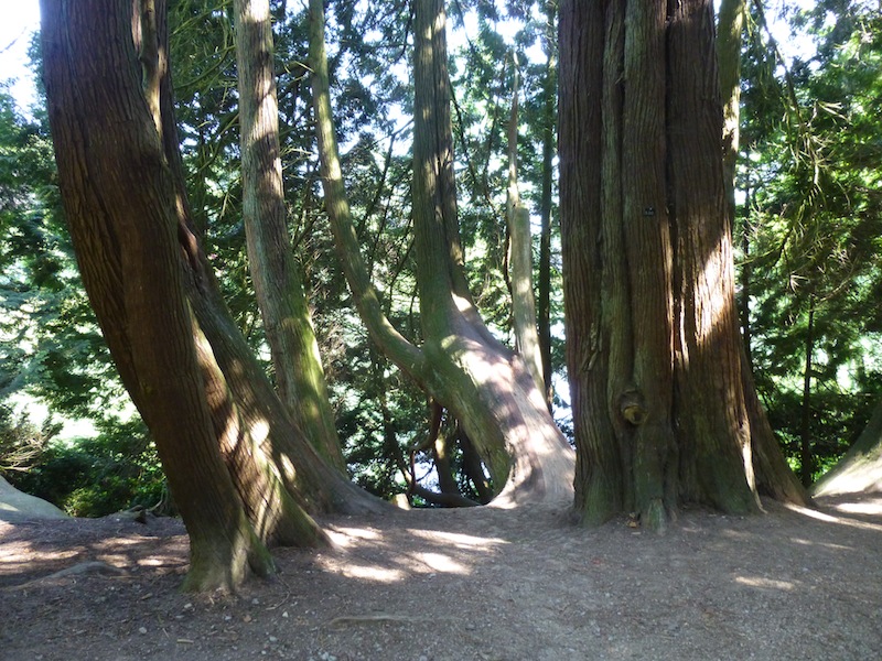 stourhead_redwoods.jpg