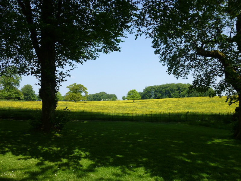 stourhead_yellow_field.jpg
