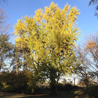 ginkgo November